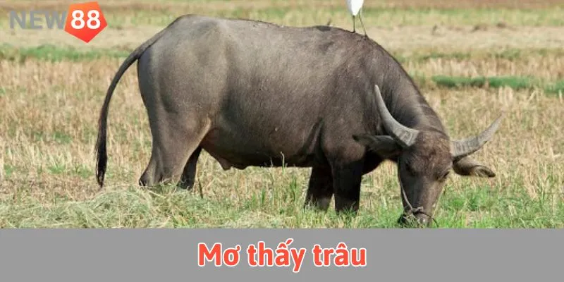 Mơ thấy trâu